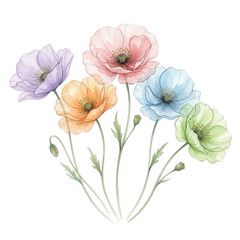 Obraz premium Colorful Poppy Flowers On Transparent Background