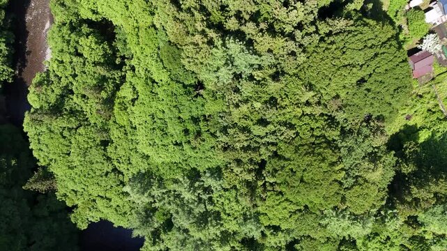 Aerial view reveals dense forest with winding river. Vibrant green canopy stretches across the landscape. River meanders through forest, carved by nature's hand
