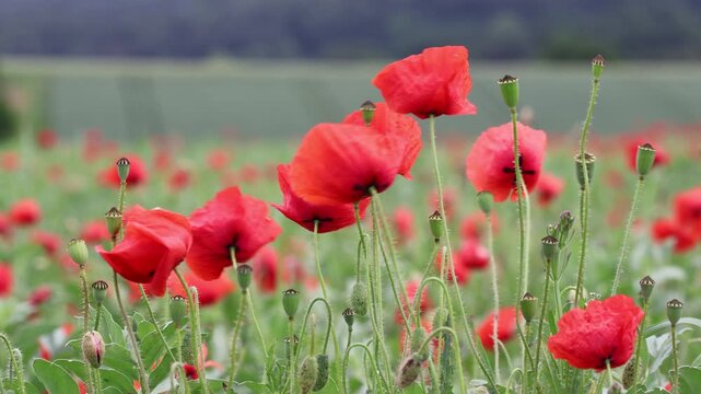 Bl&uuml;hstreifen mit Mohnbl&uuml;ten