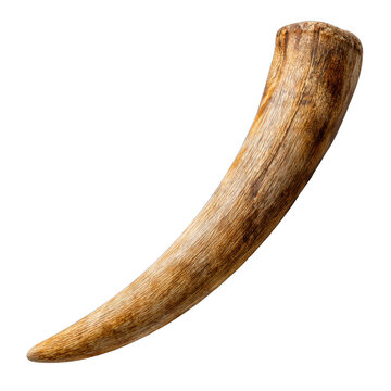 Single elephant tusk ivory, isolated on transparent background
