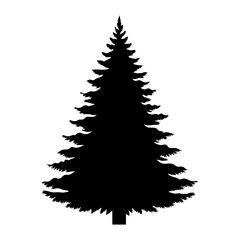 Obraz premium Silhouette of a Tall Evergreen Pine Tree.