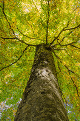 Fototapeta premium Parco Nazionale d'Abruzzo. Faggeta vetusta