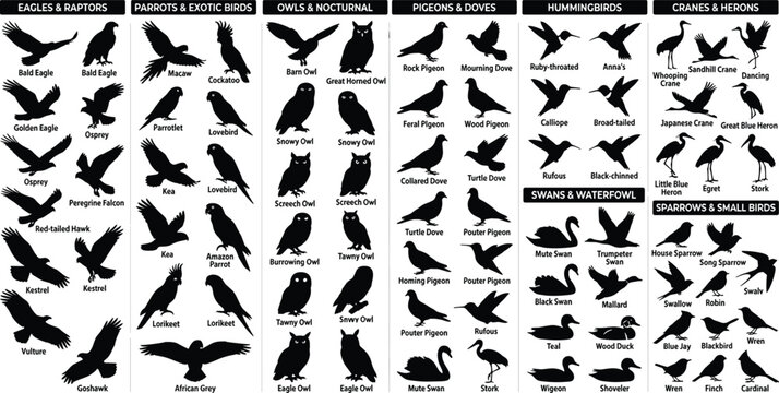 Bird Silhouettes Collection Set of Different Species Vector Illustration