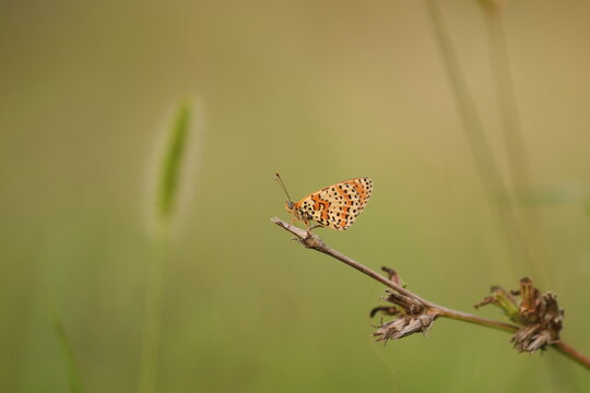una farfalla melitaea didyma al tramonto