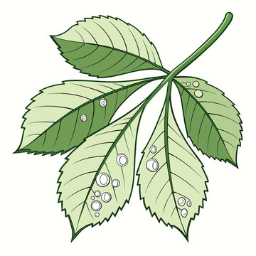 Horse chestnut leaves with water drops vector art.