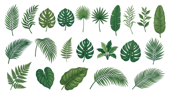 Tropical leaves on white background vector illustration