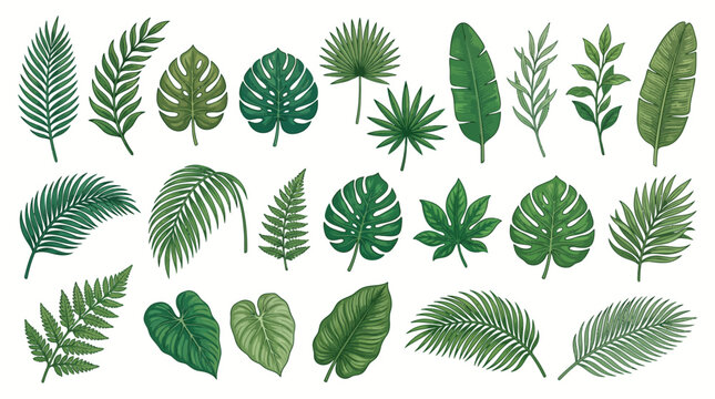 Tropical leaves on white background vector illustration
