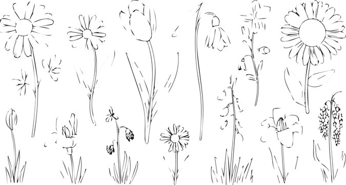 a set of hand drawn flowers and grass on white background