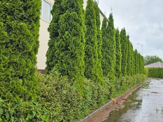 Fototapeta premium Tall green trees line the pathway beside a building