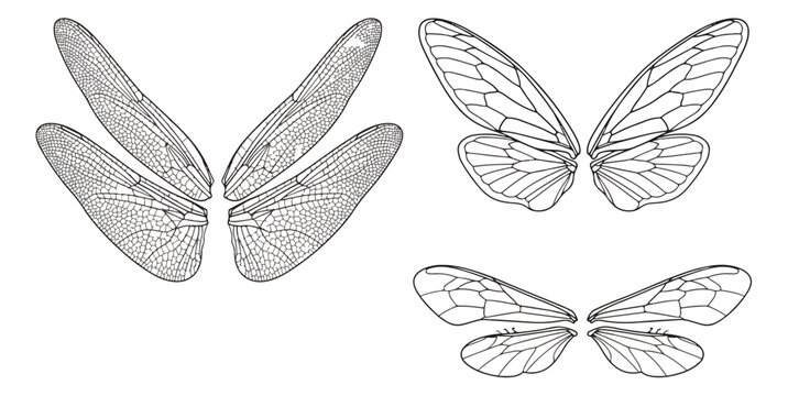 Vintage insect wings vector set, detailed butterfly and dragonfly wing line art, black and white sketch of cicada wings for tattoo design