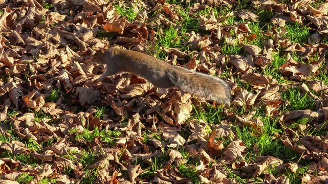 a wild grey squirrel (Sciurus carolinensis) hunting food amongst leaves