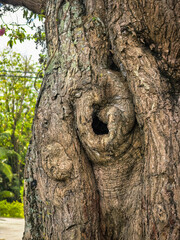 Fototapeta premium Close-up View of a Textured Tree Trunk Featuring a Natural Cavity and Weathered Bark Patterns in a Garden Setting