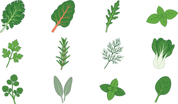 Culinary herbs and salad greens vector set featuring kale chard arugula basil parsley rosemary dill choy sage mint spinach