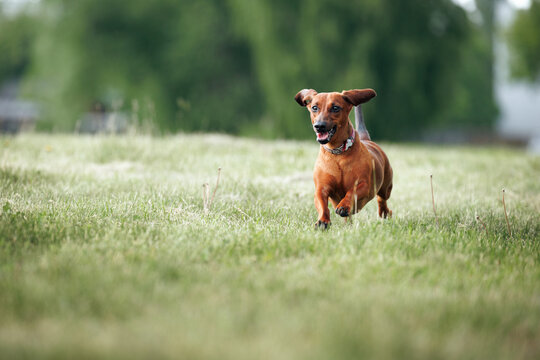 happy dachshund dog running outdoors in summer
