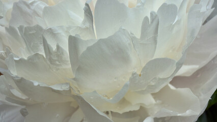 Elegant pure white peony flower macro texture with delicate water drops on petals © Ann