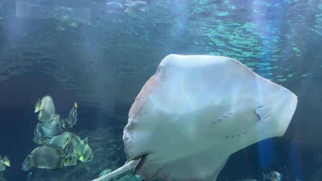 Southern stingray Hypanus americanus glides through clear blue water with orbicular batfish Platax orbicularis in the background. Marine wildlife, tropical aquarium, ocean biodiversity, underwater eco