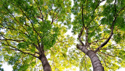 Fototapeta premium Sunlit acacia tree canopies glowing in warm evening light against a clear sky. Dense green foliage illuminated by golden sun rays creates a peaceful natural scene 