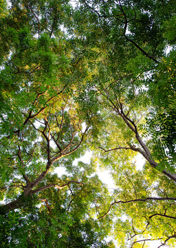 Sunlit acacia tree canopies glowing in warm evening light against a clear sky. Dense green foliage illuminated by golden sun rays creates a peaceful natural scene 