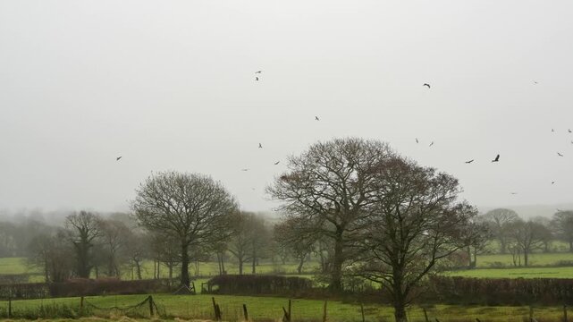 wild red kites (Milvus milvus) taking meat pieces at a feeding station