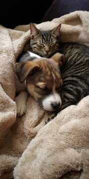 Puppy and kitten sleeping together in cozy blanket