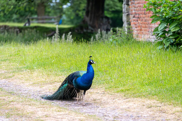 Fototapeta premium Peacock walking along grassy path beside historic brick building