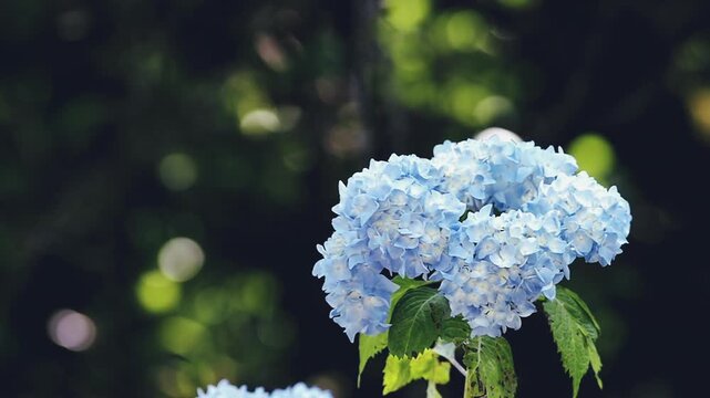 Telephoto shot of a blooming hydrangea plant against a dark green background with dreamy bokeh