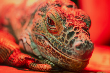 Fototapeta premium Cute iguana warming itself under lamp in terrarium, closeup photo Iguana under artificial red light in indoor habitat symbolizing animal welfare concerns