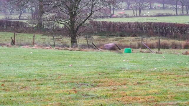 wild red kites (Milvus milvus) taking meat pieces at a feeding station