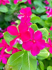 Fototapeten Pink Collection of Vibrant Flowers and Blooming Trees  © Travel Oyo