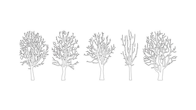 Intricate leafless deciduous tree outline collection for landscape design and architecture.