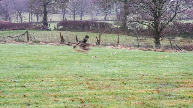 wild red kites (Milvus milvus) taking meat pieces at a feeding station