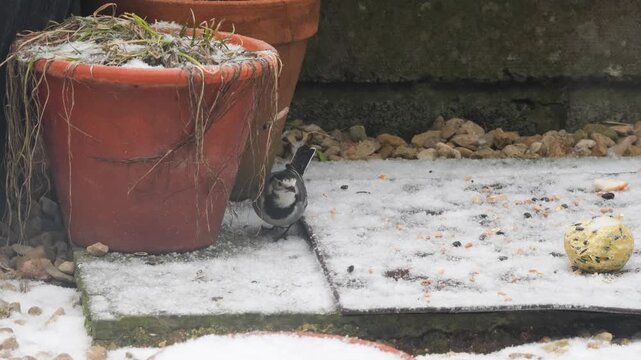 close-up of a Pied Wagtail (Moticilla Alba Yarrellii) hunting for food in snow conditions