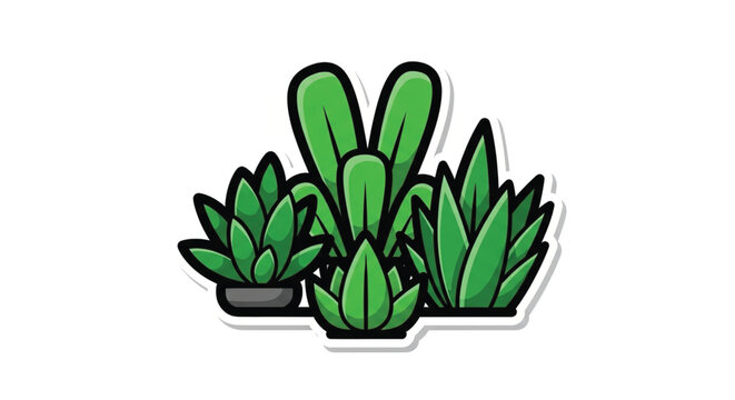 Collection of green succulent plants.