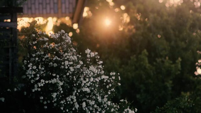 flowers and plants at sunset