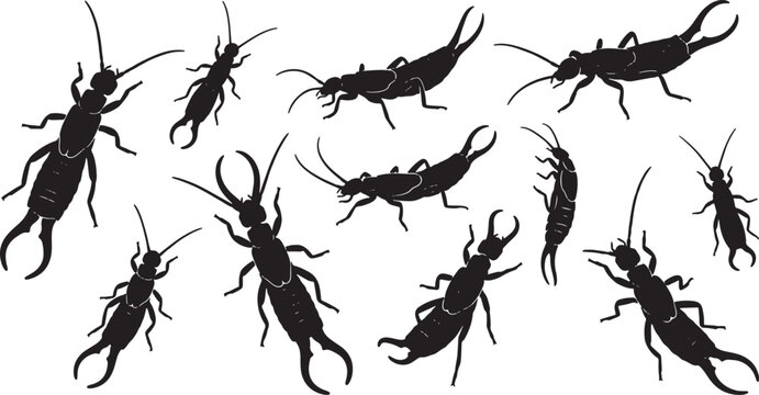 Collection of Black Earwig Silhouettes, Insect Vector Graphics, Pest Control and Entomology Illustrations