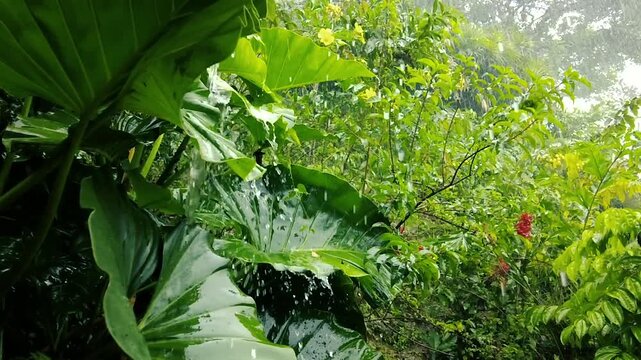 Heavy rain falling on wet tropical alocasia leaves and yellow flowers in a lush green jungle