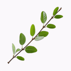 Fototapeta premium Fresh green spring twig with young leaves isolated on white background minimal nature