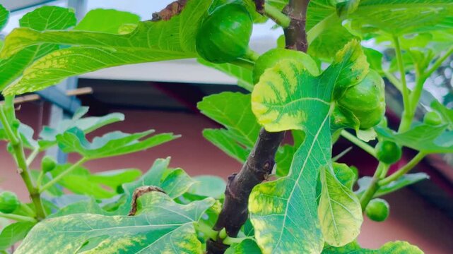 Close-up of fig leaves showing nutrient deficiency symptoms. Discolored foliage highlights plant health issues, mineral imbalance, crop stress, and agricultural diagnosis.