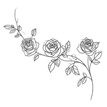 A line drawing of three roses on a stem