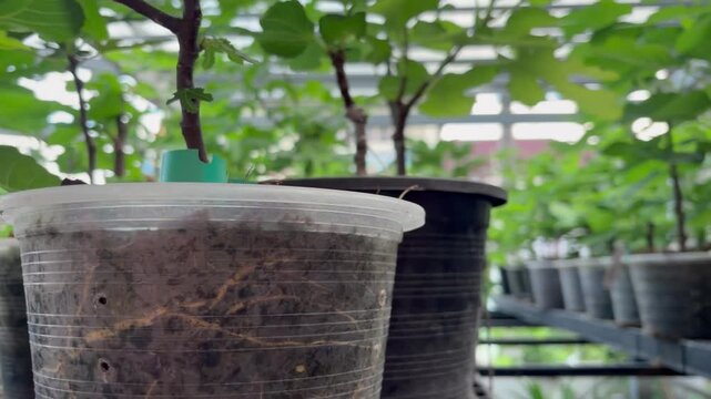 Many small fig trees with healthy green leaves growing in transparent pots. Visible root systems highlight successful propagation, plant development, and nursery cultivation, home gardening
