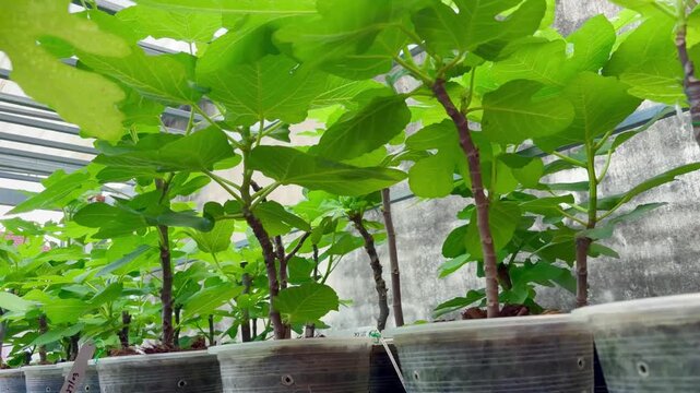 Many small fig trees with healthy green leaves growing in transparent pots. Visible root systems highlight successful propagation, plant development, and nursery cultivation, home gardening