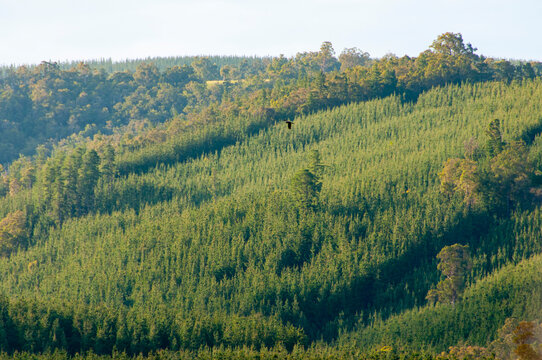 Radiata Pine Plantation in Tasmania - Australia