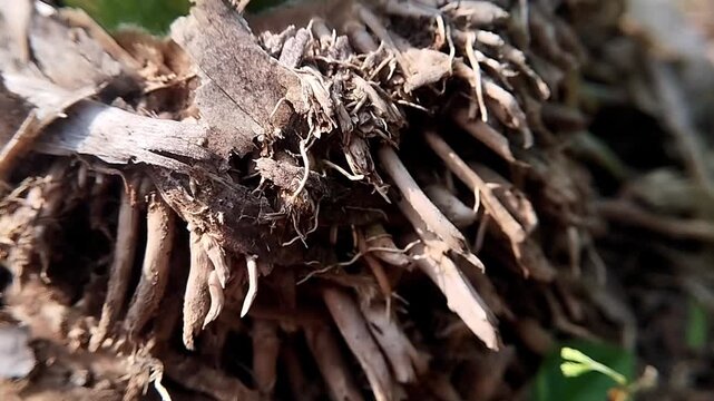 Close up view of static bamboo roots at the plant base showing detailed dry fibrous texture under natural lighting.

