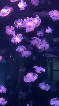 Vertical close-up video of dozens of graceful jellyfish drifting through a large illuminated aquarium at Loro Parque, Tenerife, Spain. Their translucent bodies and delicate tentacles glow.