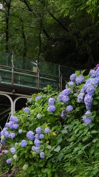 【縦動画】初夏の飛鳥の小径に咲く満開の紫陽花と線路沿いの風景（東京都北区王子）
