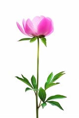 Fototapeta premium Pink peony flower standing tall with green leaves, captured against a plain white background in bright light