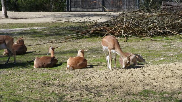 The Indian Blackbuck, Antelope cervicapra or Indian antelope inhabits grassy plains and slightly forested areas. Fast animals, the blackbuck can run at as high as 80 kilometers per hours.
