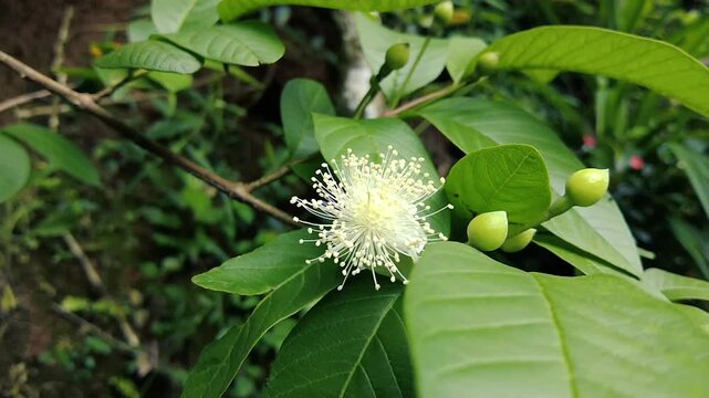 White guava flower blooming on a branch with green leaves and small round buds in a garden