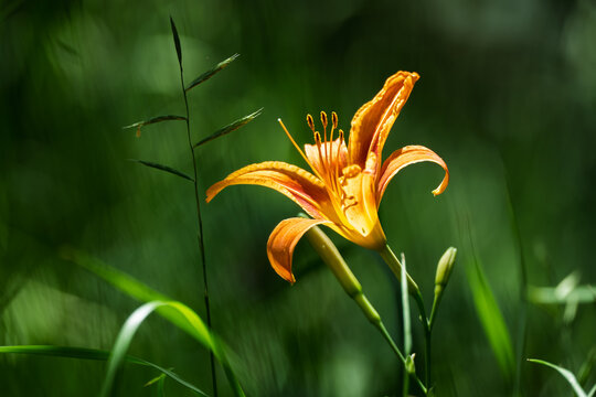 Macro of an orange daylily Hemerocallis fulva blooming among green grass with detailed petal texture and natural sunlight highlighting the vivid color contrast
