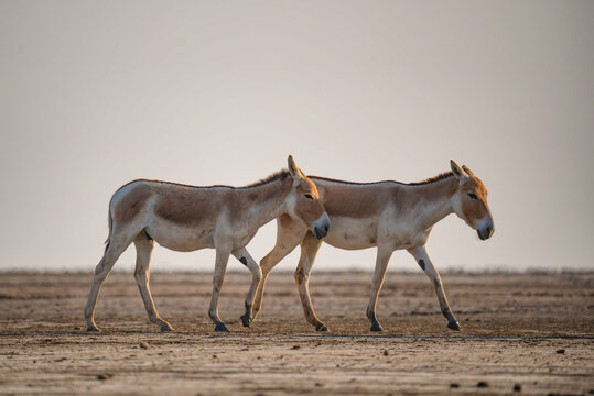 Indian Wild Ass Herd in Natural Habitat of Gujarat India
